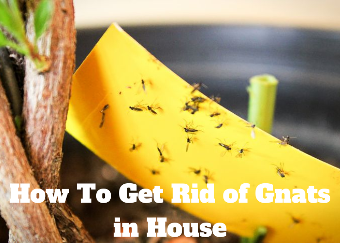 How to get rid of gnats in house