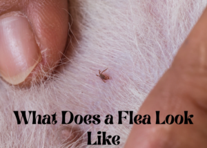 What Does a Flea Look Like - The Washington Daily